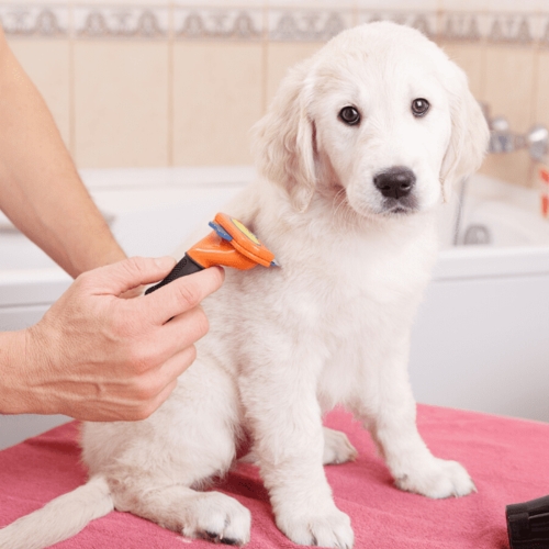 Coat Management Brush for Shedding Dogs