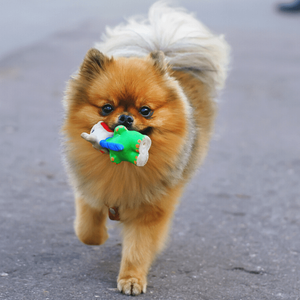 Elephant Squeaker Toy