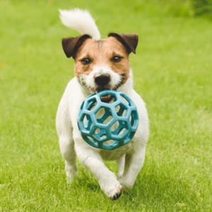 Flexible Hex Ball Dog Toy in Aqua