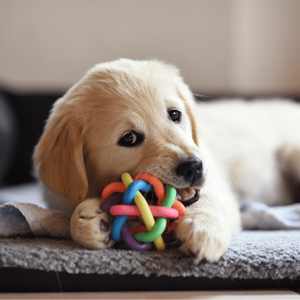 Knot Puzzle Dog Chewer Toy