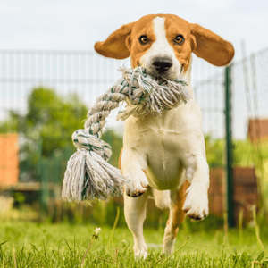 Medium Sized Tug of War Rope Toy