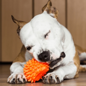 Orange Spiky Squeak Toy with Flat Bottom
