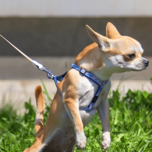 Patterned Harness for Small Dogs