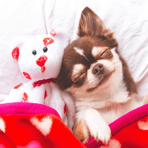 Plush Toy Bear with Kiss Print