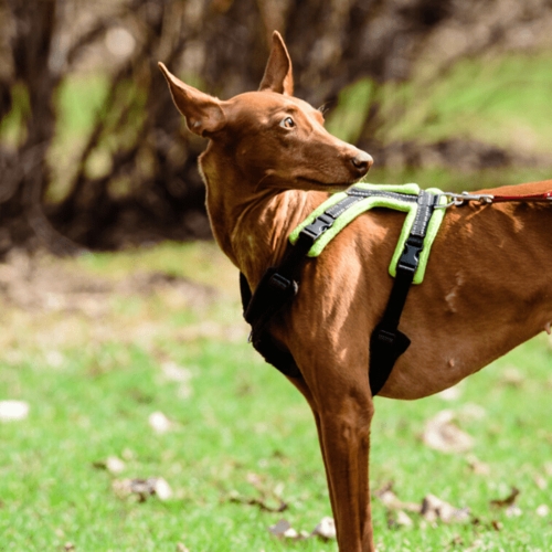 Reflective Saftey Harness