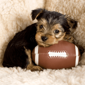 Small Football Dog Toy