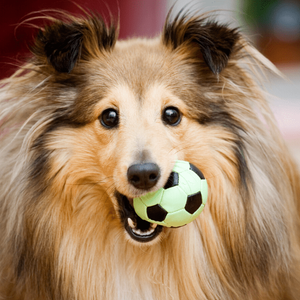 Small Soccer Ball Dog Toy