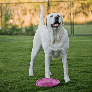 Soft Fetch and Throw Frisbee