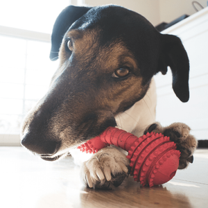 Spike Bone Chew with Ball Ends