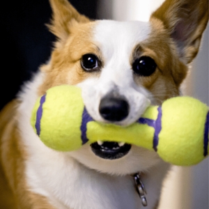 Tennis Ball Dog Bone Toy