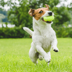 Tennis Ball for Dog Play
