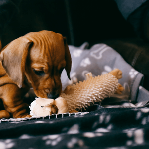 Weiner Dog Plush Toy