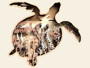 Sea Turtle