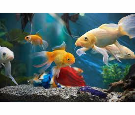 Fish