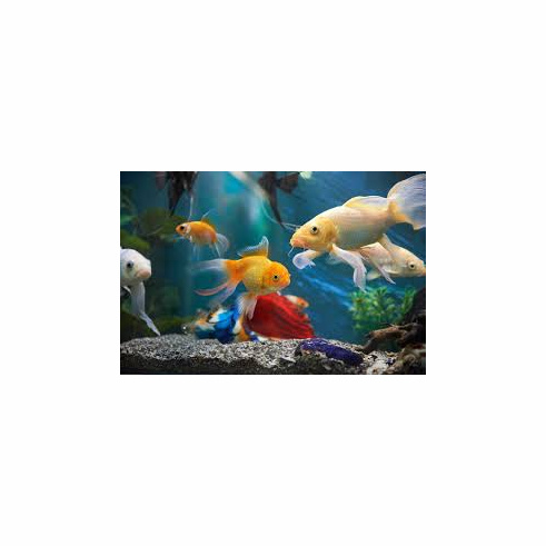 Fish