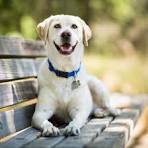 test dog