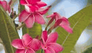 Standarditem11