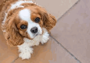 Puppy