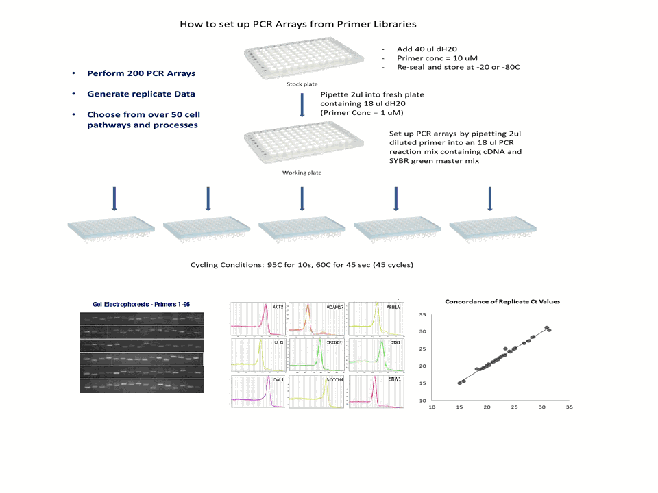 PCR array and qPCR Primer Library