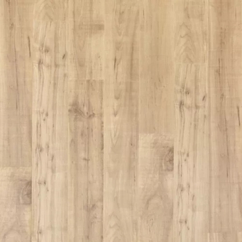 Mohawk Ellenwood Maple Sapling