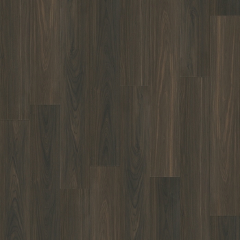Paradigm Performer Plus Parrot