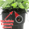 WiFi Hidden Camera  w/ Audio Plant/Flower Pot Spy/Nanny Cam Motion Activated with Long Battery Life - Custom Made In House in the USA