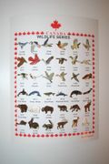 36 CANADIAN WILDLIFE ASSORTMENT SERIES LAPEL BADGE PIN SET ... ANIMALS BIRDS AND MAMMALS WHOLESALE .. NEW