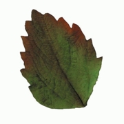 FMM Sugarcraft Leaf Veiner Set 1  (CutLev1)