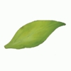 FMM Sugarcraft Leaf Veiner Set 2  (CutLev2)
