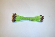 Green w/ Brown Tip Stamens