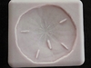 Large Sand Dollar (NM-151) by Sunflower Sugar Art