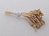 Medium Seedhead Stamens, CoffeeTips & White Stems