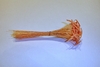 Orange Hammerhead Gladiola Stamens