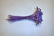 Purple Hammerhead Gladiola Stamens
