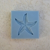 Sea Star I (M-074) by Sunflower Sugar Art 