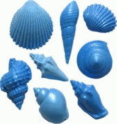 Shell Set 5 by First Impressions Molds  (S187)