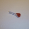 Sparkle Spider Silk Stamens, Copper Tips & White Stems