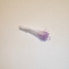 Sparkle Spider Silk Stamens, Lilac Tips & White Stems