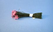 Spider Silk Dark Green Stamens w/ Dark Pink Tips