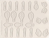 Sugar Dippers # 2, Silicone veining mat
