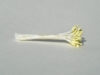 White Small Lily Stamen