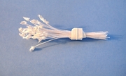 White Twinkle Stamen with White Tips