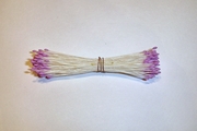 White w/ Lavender Tip Stamens