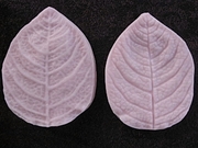 Wild Leaf Three (SV-052) by Sunflower Sugar Art  