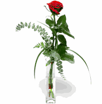 1 Red Rose 
