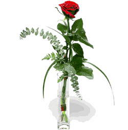 1 Red Rose 