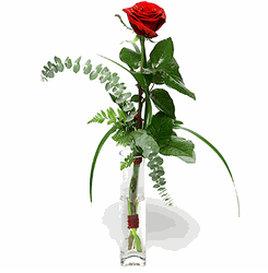 1 Red Rose 