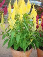  10 inches 2 pot Celosia Yellow