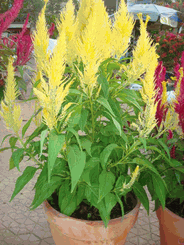  10 inches 2 pot Celosia Yellow