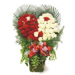 100 red and white rose